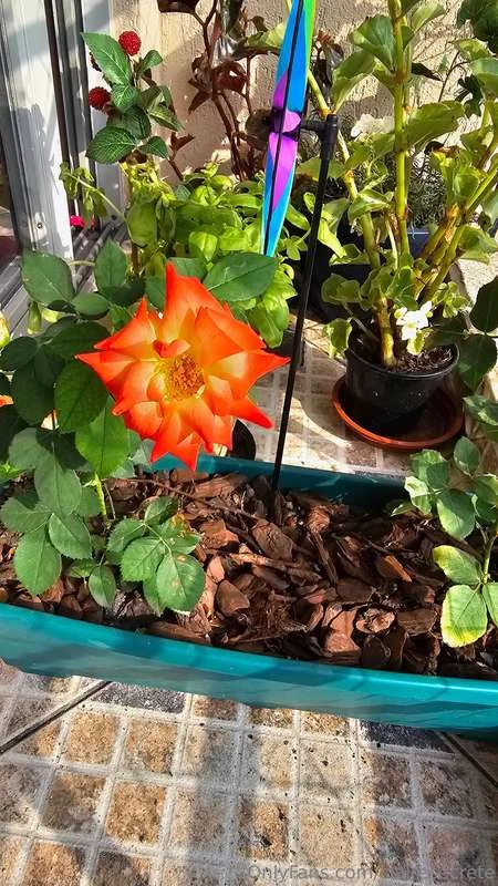 Claire Secrete OnlyFans free account photo 34 - clairesecrete nudes and sex tapes