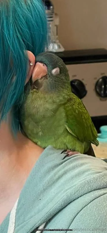 JessicaWings OnlyFans free account photo 12 - jessicawings nudes and sex tapes