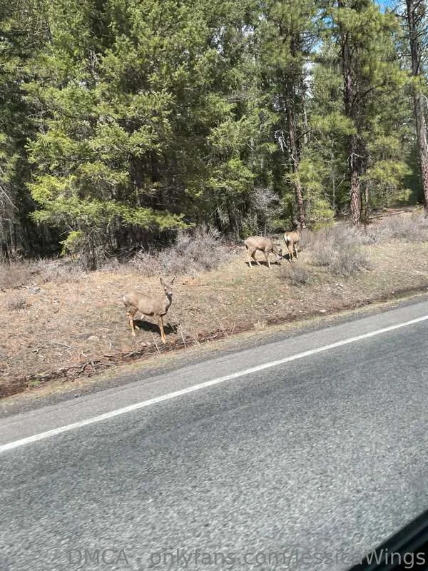 JessicaWings OnlyFans free account photo 3 - jessicawings nudes and sex tapes