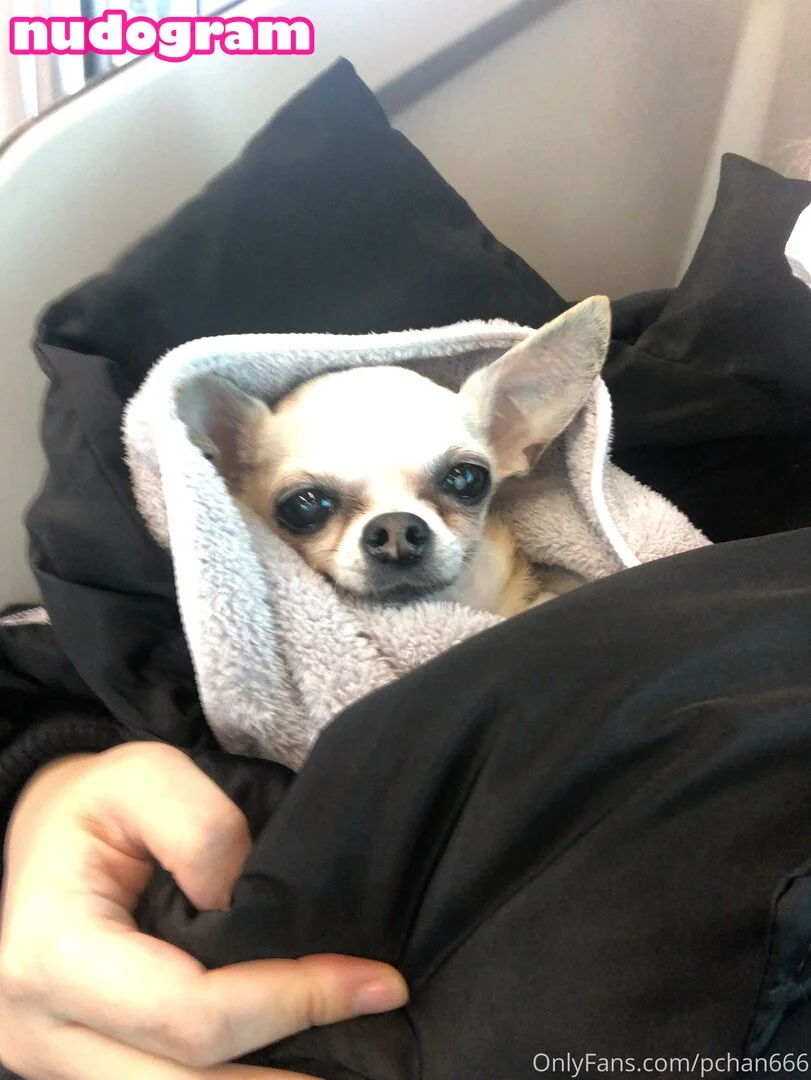 Pchan OnlyFans free account photo 5 - pchan666 nudes and sex tapes