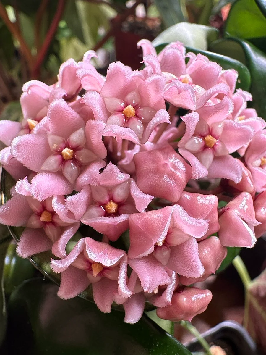 Vanilla Bunii OnlyFans free account photo 19 - vanillabunii nudes and sex tapes