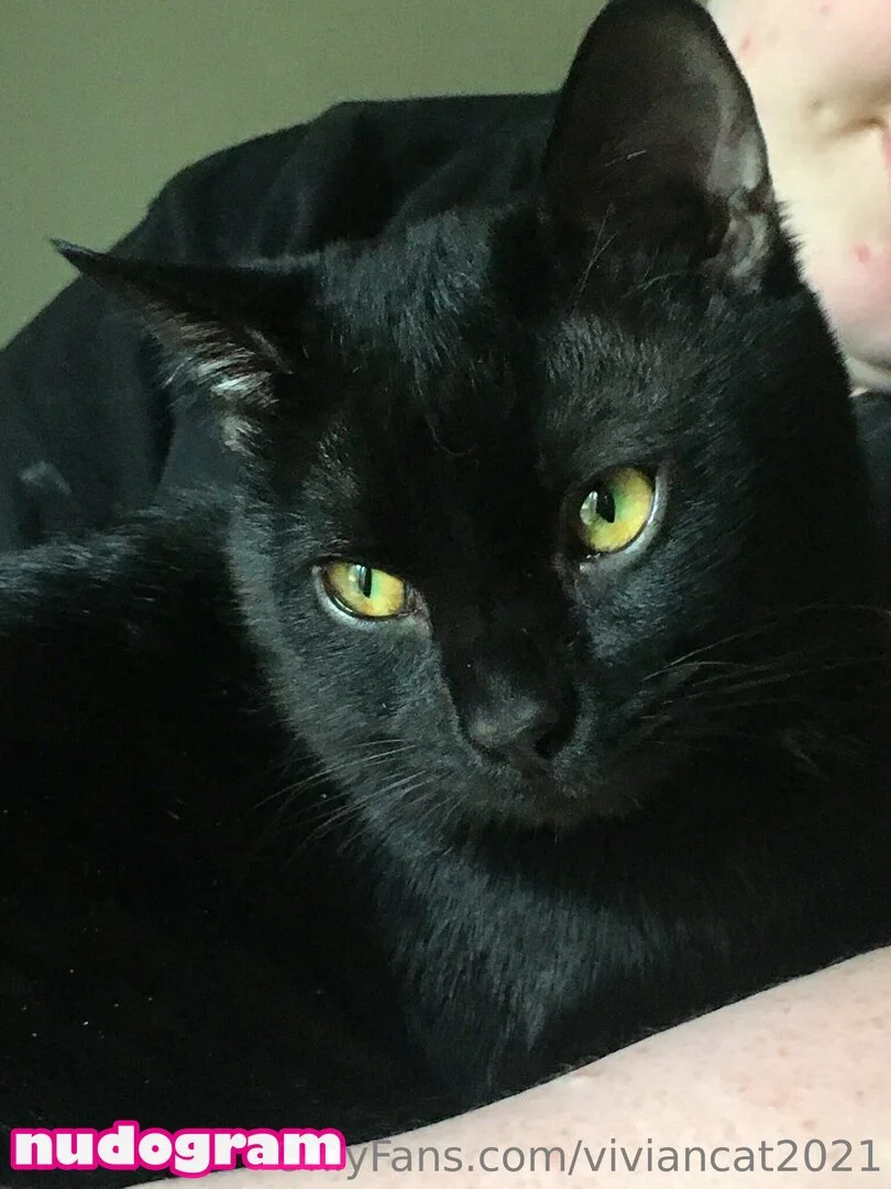 Vivian Cat OnlyFans free account photo 31 - viviancat2021 nudes and sex tapes
