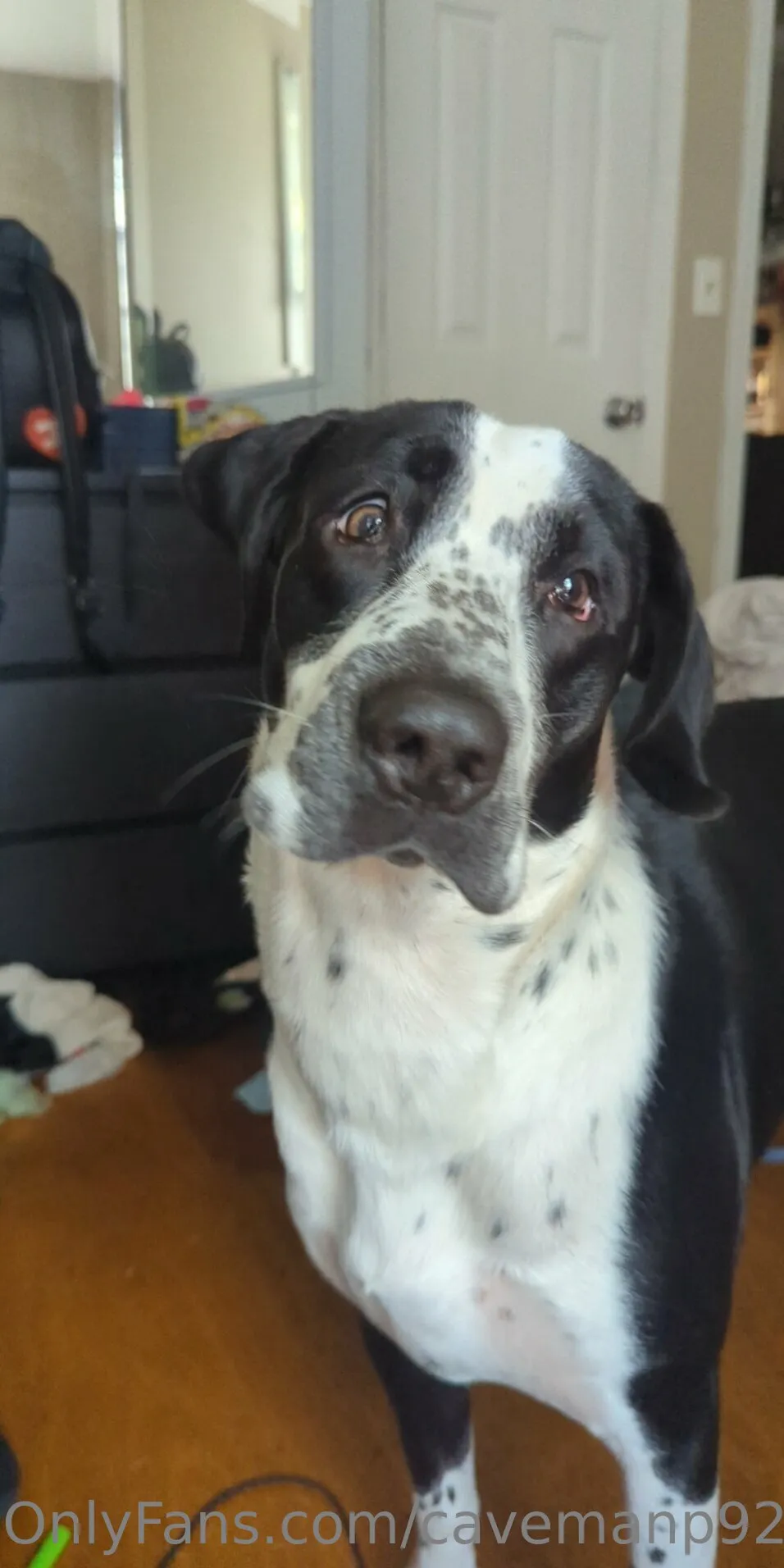 Stoned fluffy guy OnlyFans free account photo 16 - cavemanp92 nudes and sex tapes