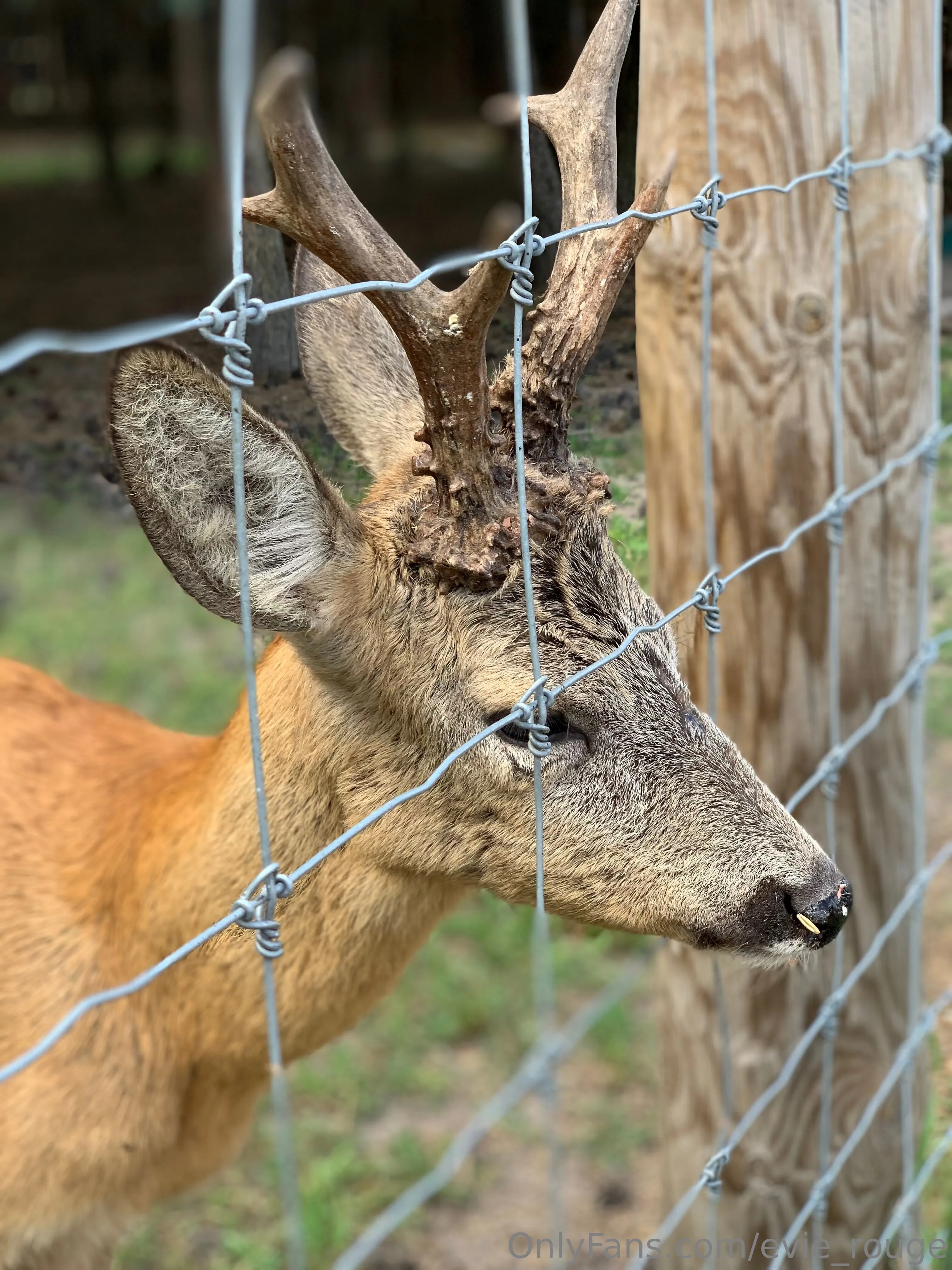 Evie Rouge 💋 OnlyFans free account photo 11 - evie_rouge nudes and sex tapes