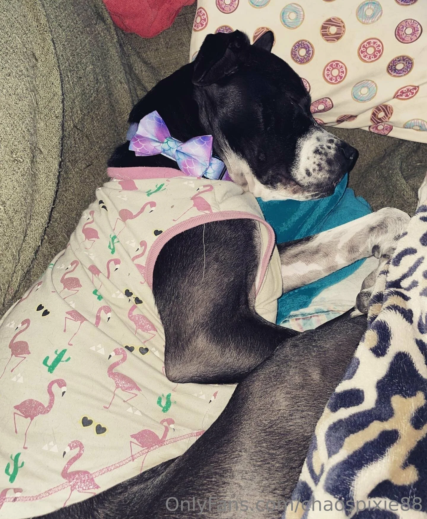 Pixie OnlyFans free account photo 9 - spookygal88 nudes and sex tapes