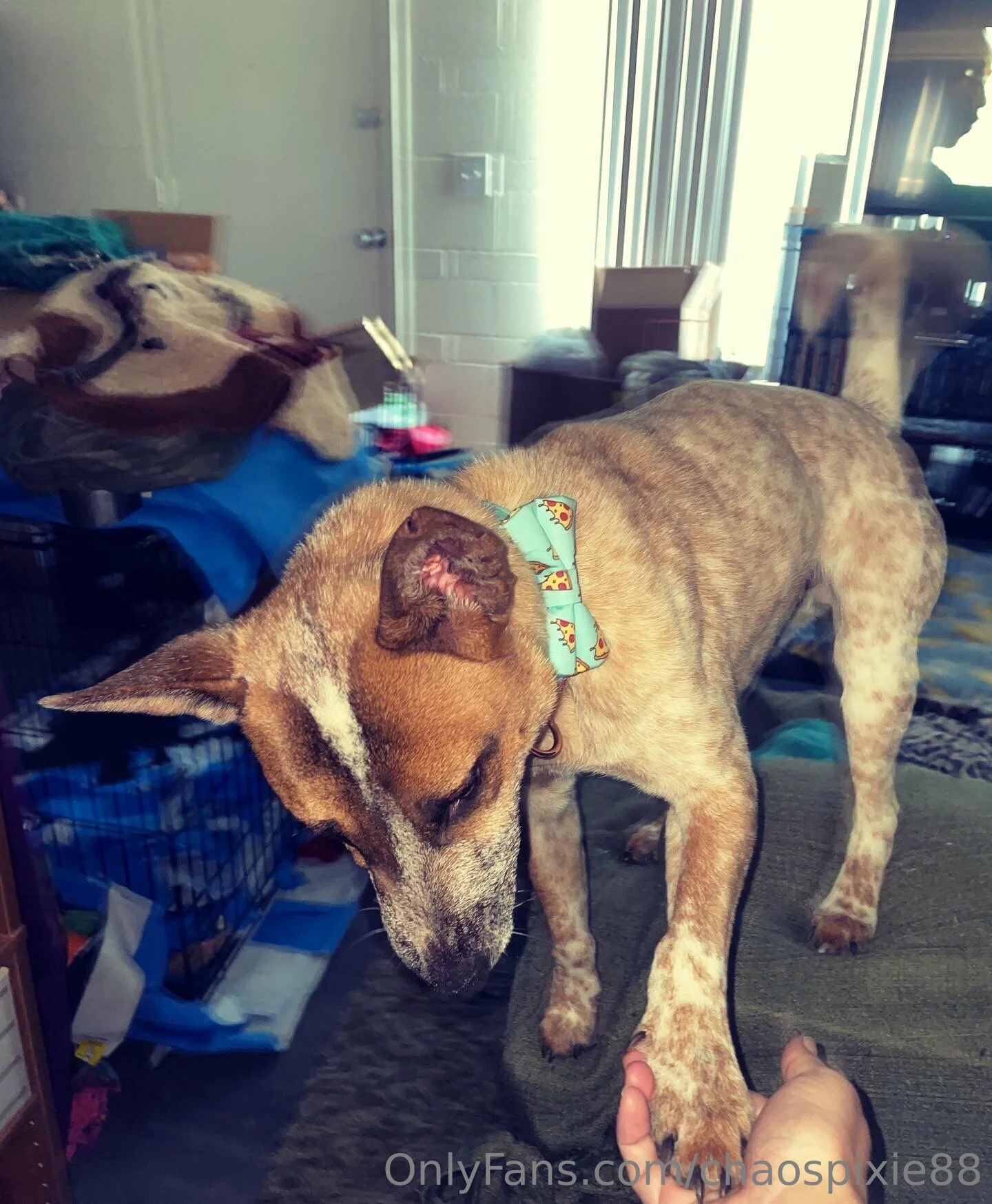 Pixie OnlyFans free account photo 8 - spookygal88 nudes and sex tapes