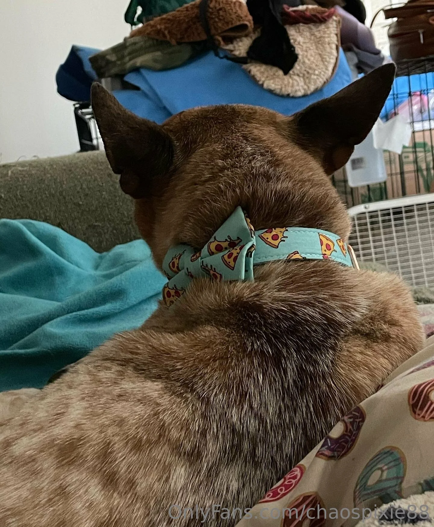 Pixie OnlyFans free account photo 7 - spookygal88 nudes and sex tapes