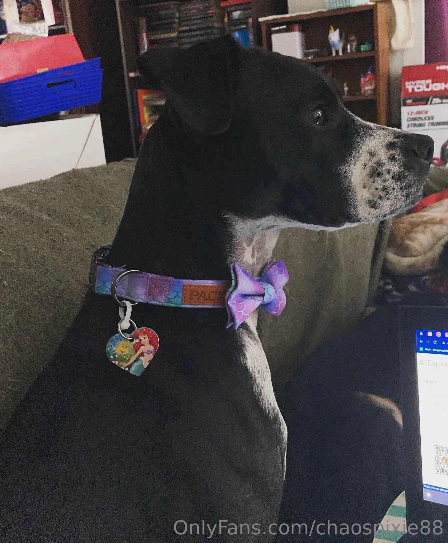 Pixie OnlyFans free account photo 6 - spookygal88 nudes and sex tapes