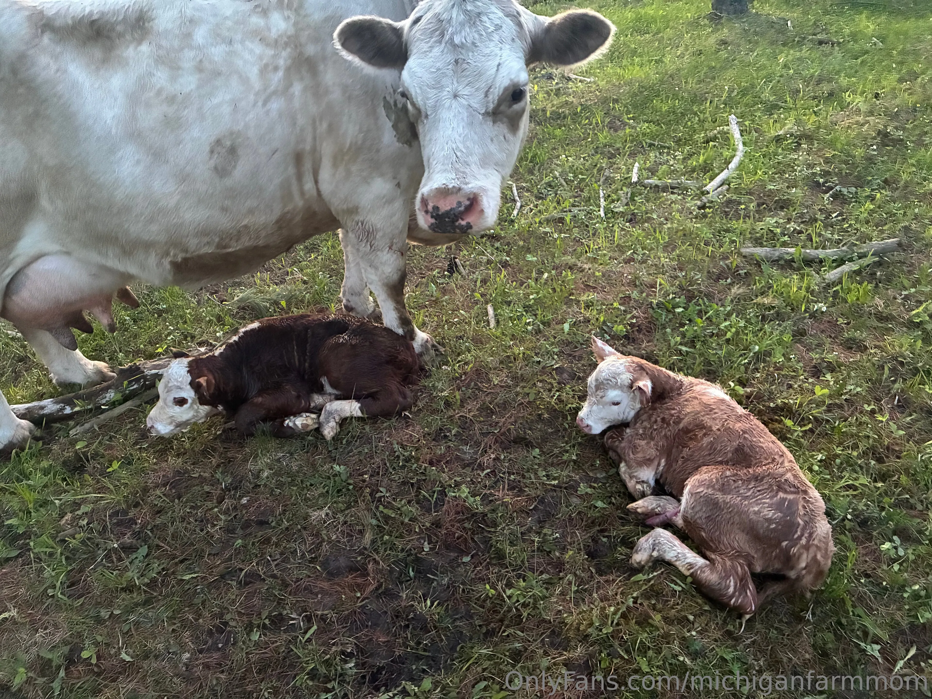 Shelly OnlyFans free account photo 7 - michiganfarmmom nudes and sex tapes